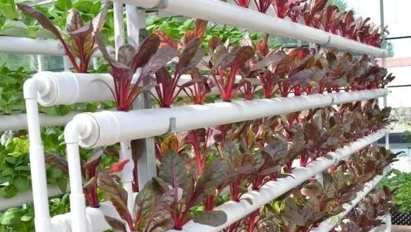 無土栽培:讓農(nóng)業(yè)告別“靠天吃飯”