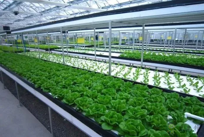 無土栽培:讓農(nóng)業(yè)告別“靠天吃飯”