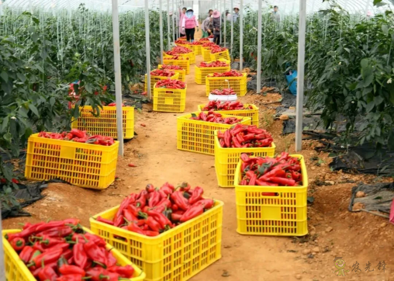 平桂區(qū):現(xiàn)代設(shè)施農(nóng)業(yè)催生“產(chǎn)業(yè)村”