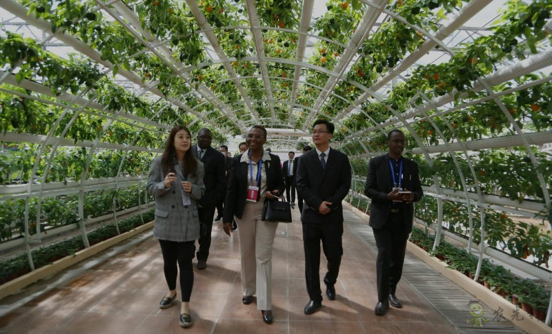 濰坊市外辦:構(gòu)建“外事+農(nóng)業(yè)” 助力“三個(gè)模式”創(chuàng)新提升