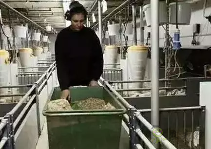 看養(yǎng)豬強(qiáng)國(guó)丹麥?zhǔn)侨绾翁幚砑S污