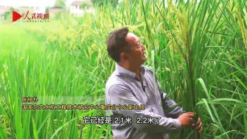 袁隆平的禾下乘涼夢，是這樣一個(gè)夢