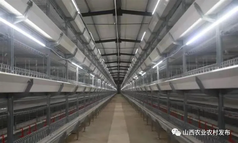 山西:“五好”畜牧領(lǐng)跑農(nóng)業(yè)高質(zhì)量發(fā)展