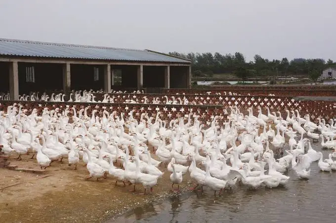 江蘇描繪現(xiàn)代畜牧業(yè)高質(zhì)量發(fā)展的&ldquo;現(xiàn)實(shí)模樣&rdquo;