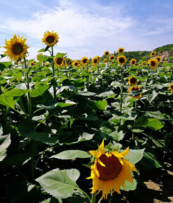 8大農(nóng)業(yè)產(chǎn)業(yè)崛起,未來或?qū)⒊蔀橥顿Y重點(diǎn)