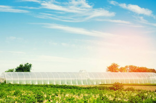 中國未來農業(yè)發(fā)展前景分析:五大趨勢蘊含無限潛力