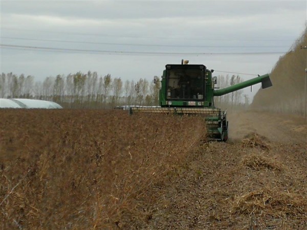 黑龍江大豆育種取得重大突破:5個(gè)品種平均畝產(chǎn)突破570斤