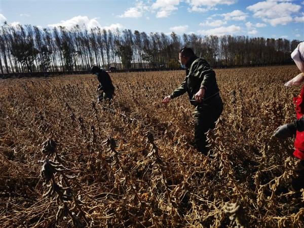 黑龍江大豆育種取得重大突破:5個(gè)品種平均畝產(chǎn)突破570斤