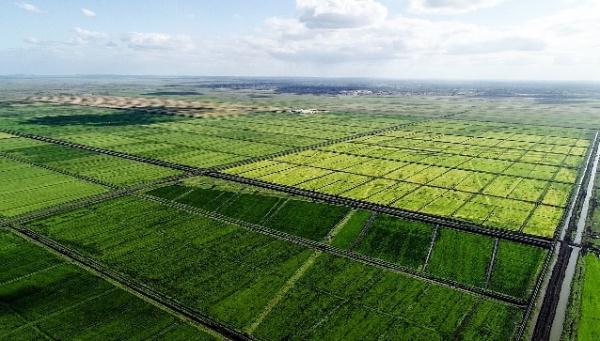 “中國農(nóng)技”“中國農(nóng)機”“中國農(nóng)場”助力非洲農(nóng)業(yè)發(fā)展