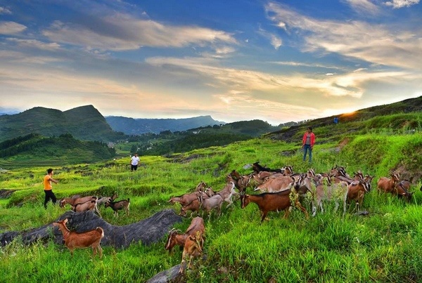 習(xí)水這五年:現(xiàn)代農(nóng)業(yè)助推鄉(xiāng)村振興