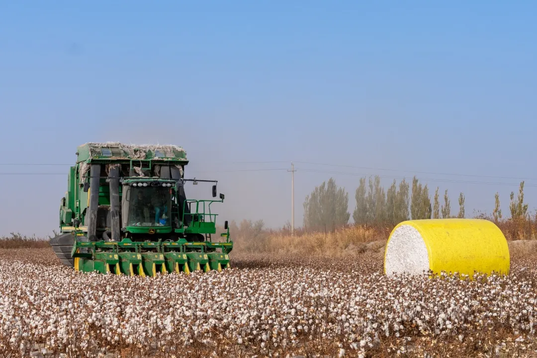 超級棉田喜獲豐收,極飛科技打造鄉(xiāng)村振興新樣本