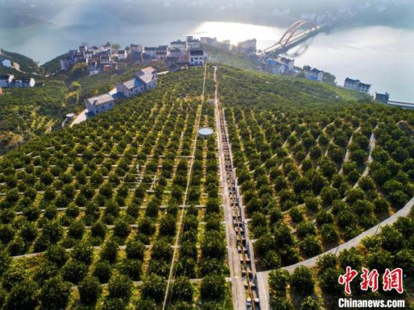 三峽庫區(qū)湖北秭歸：智慧農(nóng)業(yè)釋放&ldquo;紅利&rdquo;