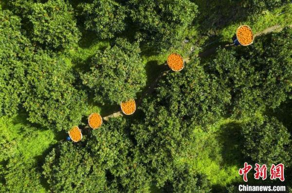 三峽庫區(qū)湖北秭歸:智慧農(nóng)業(yè)釋放“紅利”