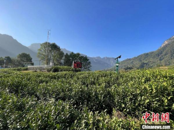 三峽庫區(qū)湖北秭歸:智慧農(nóng)業(yè)釋放“紅利”