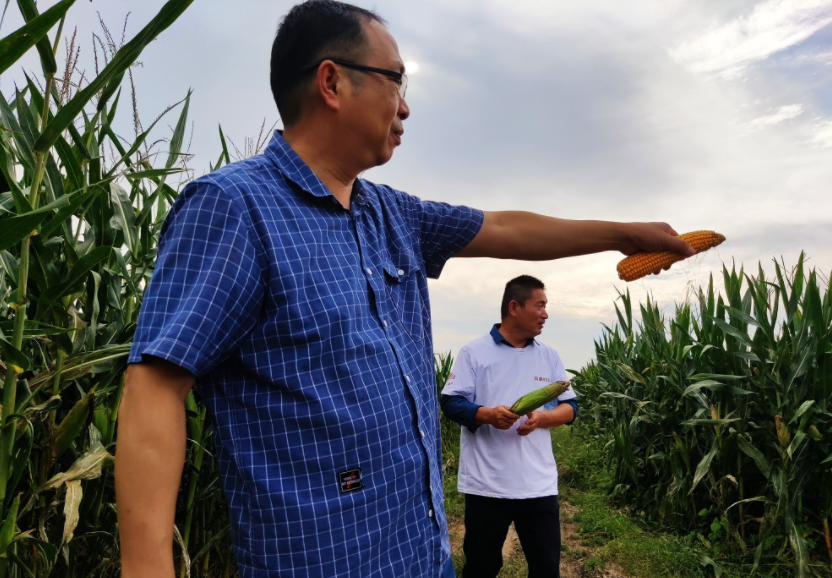 國(guó)家加大農(nóng)業(yè)獎(jiǎng)補(bǔ)力度,對(duì)農(nóng)民種糧是個(gè)好消息,2022年該如何調(diào)整