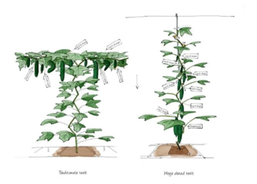 荷蘭黃瓜的兩種常見(jiàn)種植方式以及摘葉區(qū)域