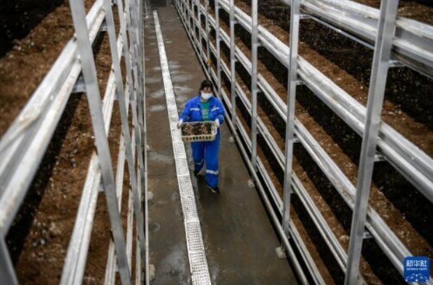 河北灤平:打造智慧農(nóng)業(yè)園區(qū) 促進(jìn)食用菌產(chǎn)業(yè)快速發(fā)展