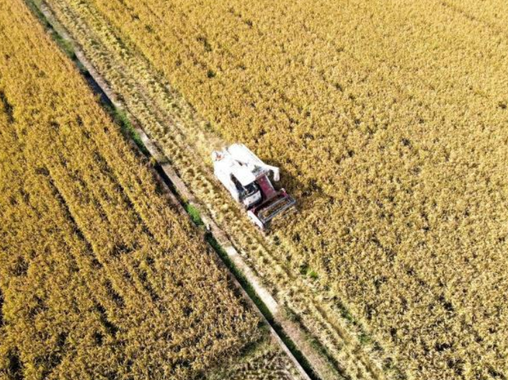 湖南婁底:種糧大戶收稻忙