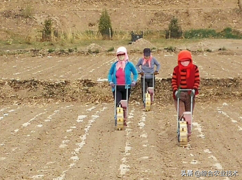 玉米種植時(shí)間和方法和過程