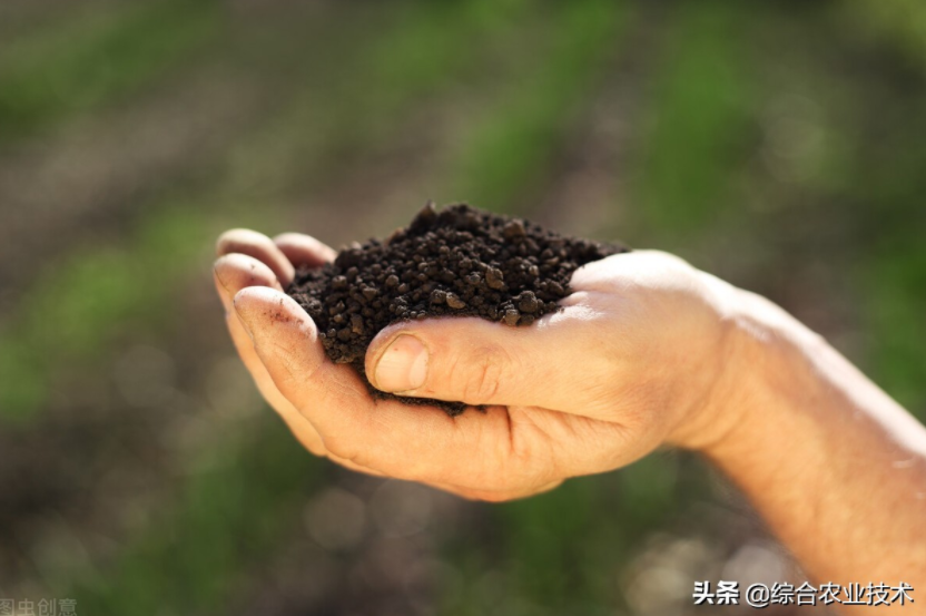 玉米地病蟲害越來越重，冬季閑了有辦法預(yù)防病蟲害嗎？