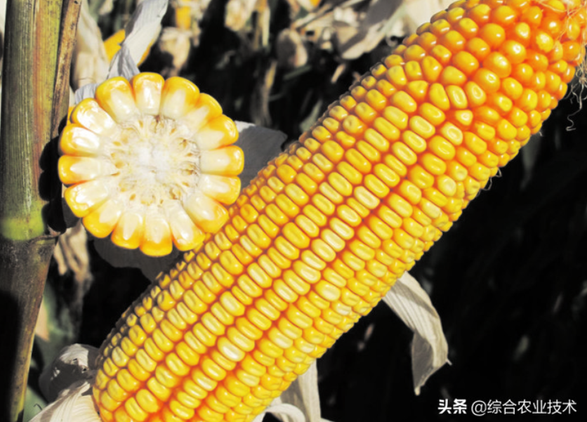 紅軸品種高產(chǎn)呢還是白品種高產(chǎn)？