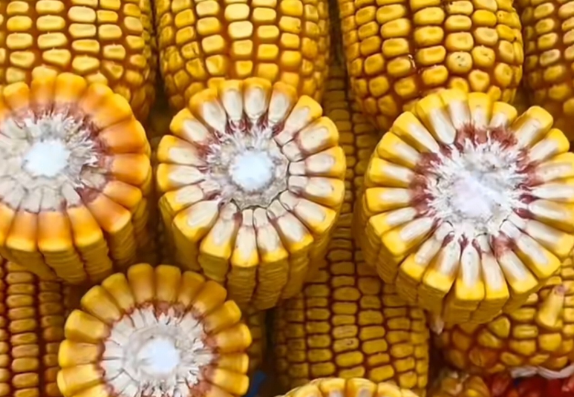 紅軸品種高產(chǎn)呢還是白品種高產(chǎn)？