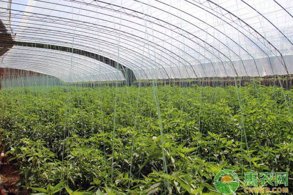 蔬菜大棚種植