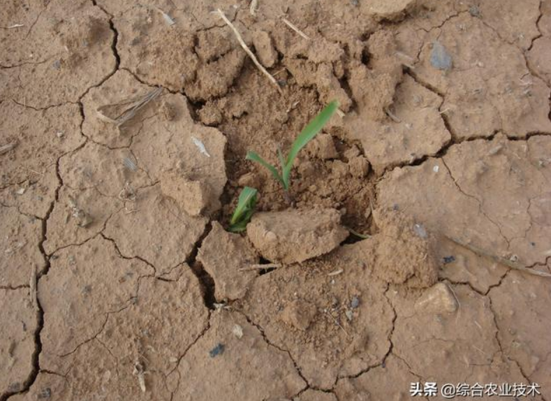 曬干的豬糞牛糞雞糞可以代替化肥嗎？