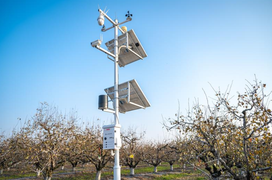 安徽碭山啟動(dòng)“酥梨種植挑戰(zhàn)賽”