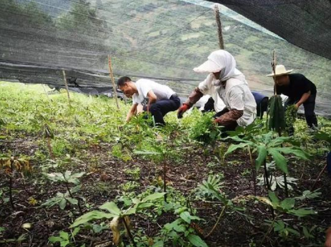 甘肅移動(dòng):“5G技術(shù)”進(jìn)藥田,智慧農(nóng)業(yè)“顯身手”