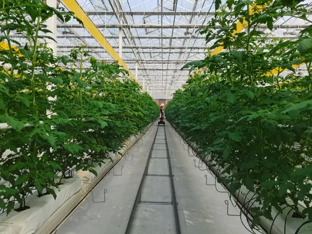 山東出臺指導(dǎo)意見  加快推進設(shè)施種植機械化