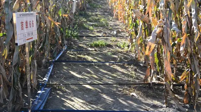 吉林省現(xiàn)代農(nóng)業(yè)“打開方式”新觀察