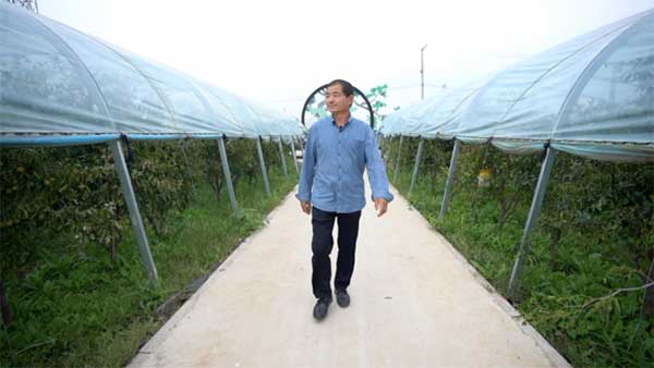 齊魯靈秀地 品牌農(nóng)產(chǎn)品:智慧大棚里的沾化冬棗