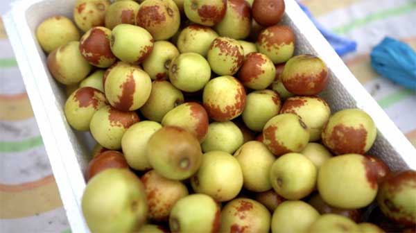 齊魯靈秀地 品牌農(nóng)產(chǎn)品:智慧大棚里的沾化冬棗