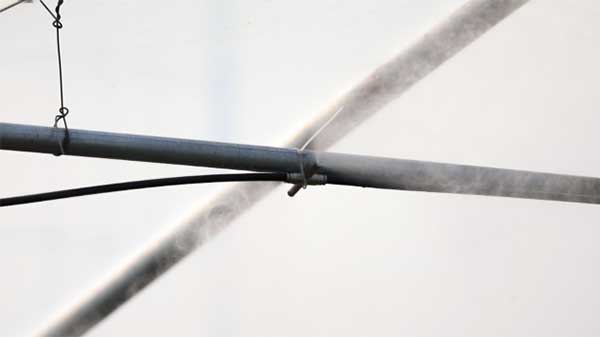 齊魯靈秀地 品牌農(nóng)產(chǎn)品:智慧大棚里的沾化冬棗