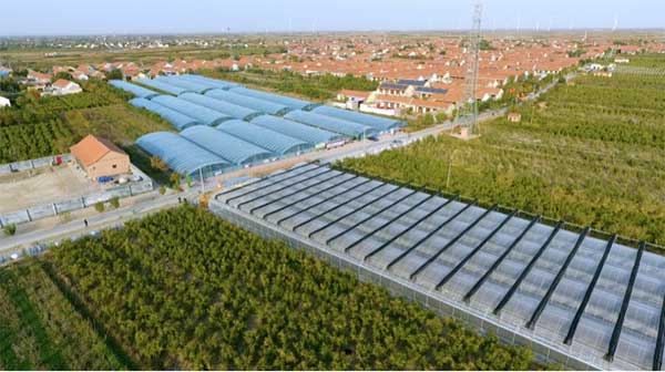 齊魯靈秀地 品牌農(nóng)產(chǎn)品:智慧大棚里的沾化冬棗