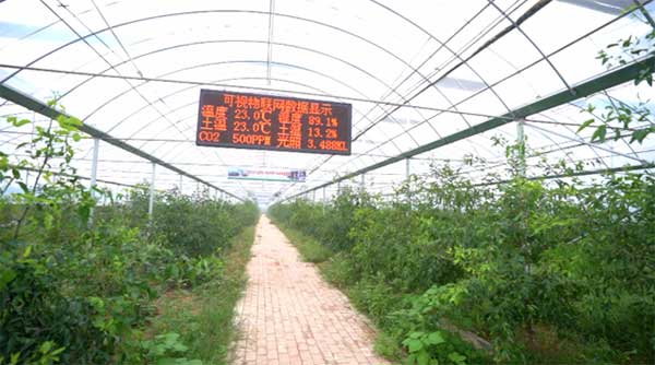 齊魯靈秀地 品牌農(nóng)產(chǎn)品:智慧大棚里的沾化冬棗