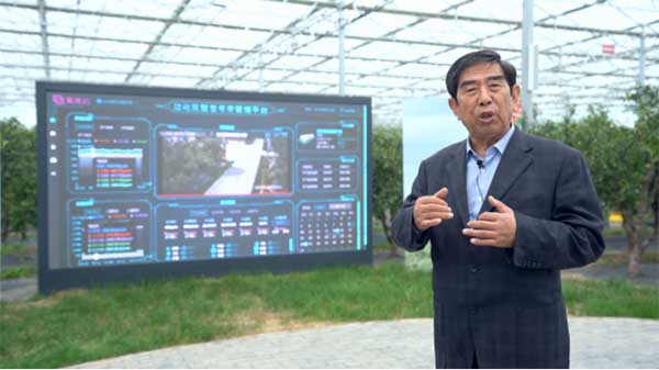 齊魯靈秀地 品牌農(nóng)產(chǎn)品:智慧大棚里的沾化冬棗