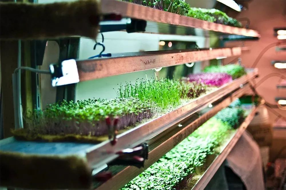 什么是垂直農(nóng)場(chǎng)？垂直農(nóng)場(chǎng)的盈利前景與經(jīng)典案例