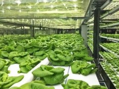 什么是垂直農(nóng)場？垂直農(nóng)場的盈利前景與經(jīng)典案例