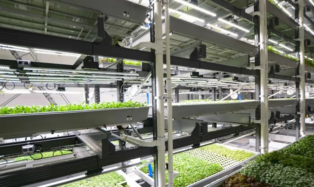 垂直農(nóng)業(yè)領(lǐng)域的“泡沫”要爆?