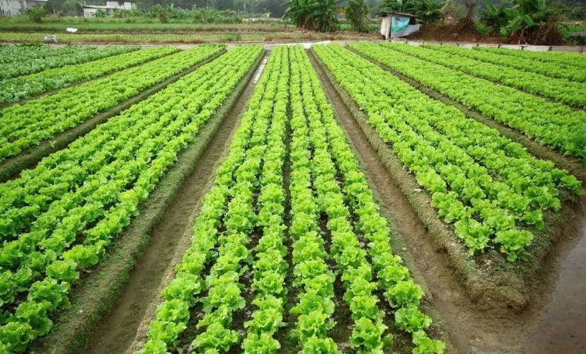 2022耕地地力保護(hù)補貼各地新標(biāo)準(zhǔn)，一畝補多少錢？速看