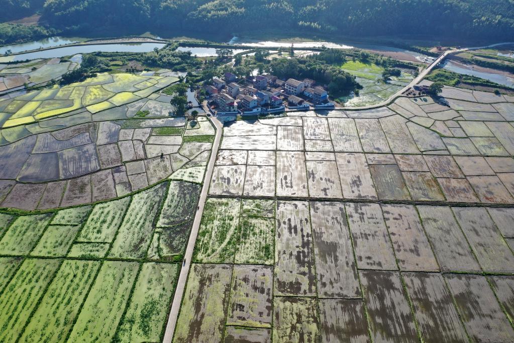 高標(biāo)準(zhǔn)農(nóng)田備春耕一線觀察:藏糧于地“高標(biāo)準(zhǔn)” 提擋升級(jí)“解愁盼” 高標(biāo)準(zhǔn)農(nóng)田備春耕一線觀察:藏糧于地“高標(biāo)準(zhǔn)” 提擋升級(jí)“解愁盼”