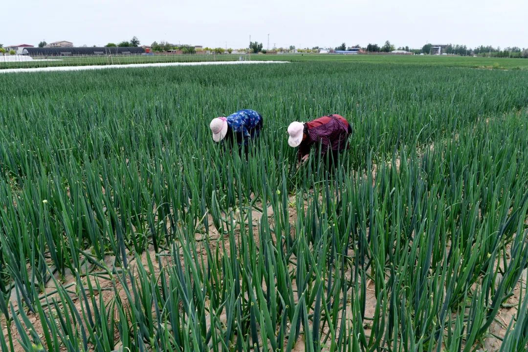 國務(wù)院：打通物流微循環(huán)，保障農(nóng)資農(nóng)產(chǎn)品運(yùn)輸