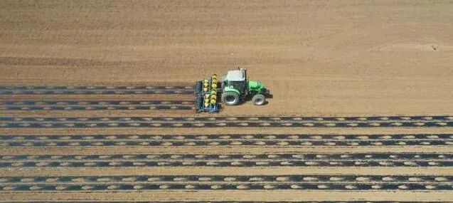 畝栽近8000株！曲周棉花種植實(shí)現(xiàn)全程機(jī)械化！