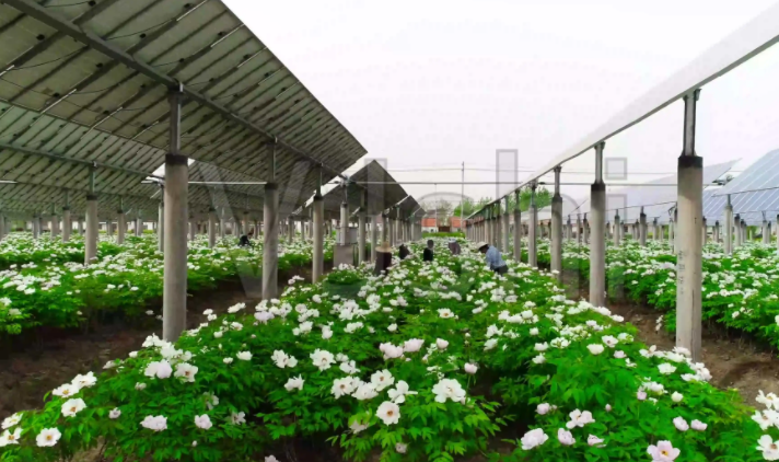 光伏農業(yè)：政策利好，鄉(xiāng)村振興加速器，但商業(yè)模式有待升級