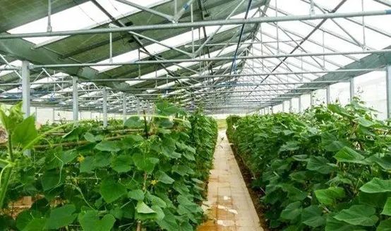 光伏農業(yè)：政策利好，鄉(xiāng)村振興加速器，但商業(yè)模式有待升級