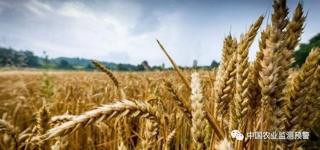 農(nóng)業(yè)農(nóng)村部等四部門印發(fā)緊急通知:毫不放松抓好抗高溫?zé)岷Ω珊祳Z秋糧豐收 農(nóng)業(yè)農(nóng)村部等四部門印發(fā)緊急通知:毫不放松抓好抗高溫?zé)岷Ω珊祳Z秋糧豐收