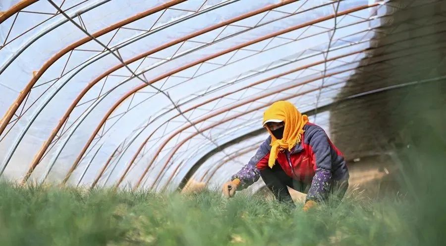 農(nóng)業(yè)全產(chǎn)業(yè)鏈建設(shè)是重塑農(nóng)業(yè)競(jìng)爭(zhēng)力的關(guān)鍵之舉