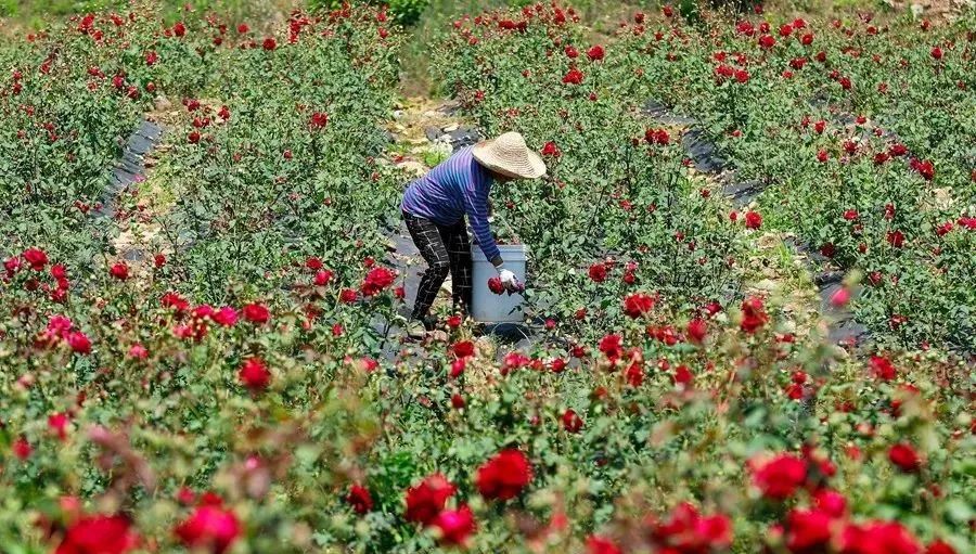 農(nóng)業(yè)全產(chǎn)業(yè)鏈建設(shè)是重塑農(nóng)業(yè)競(jìng)爭(zhēng)力的關(guān)鍵之舉